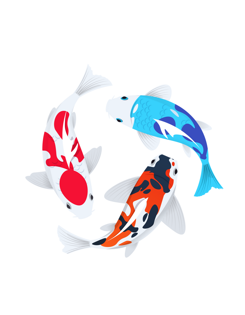 3 Koi